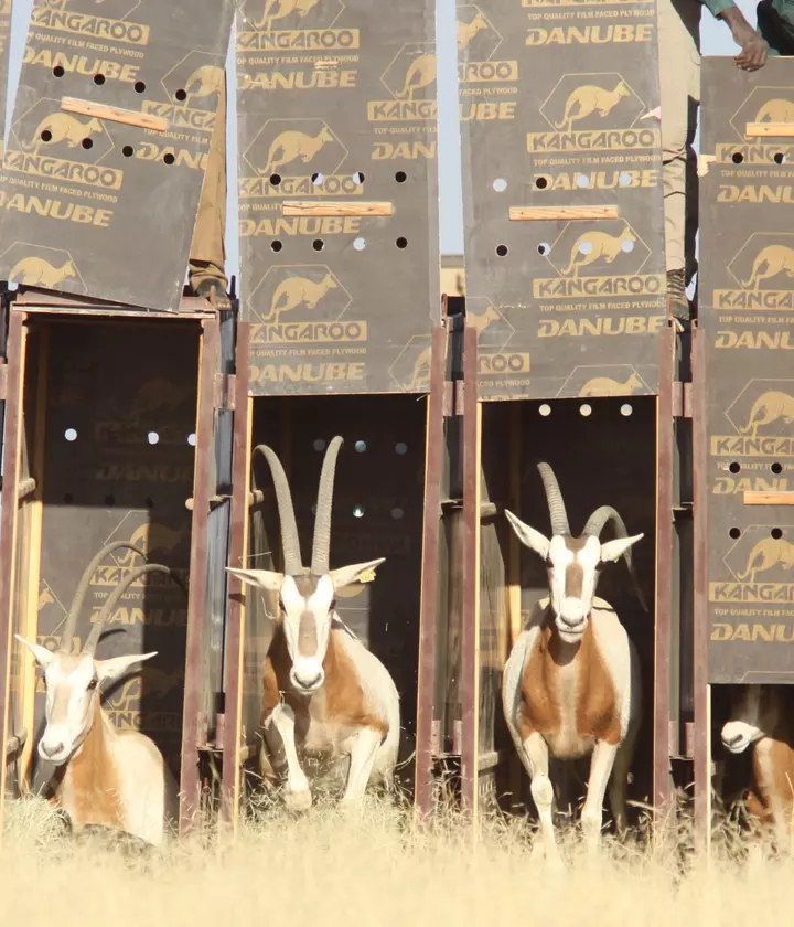 Conservation zoos have powerful potential to reverse extinction | ZSL